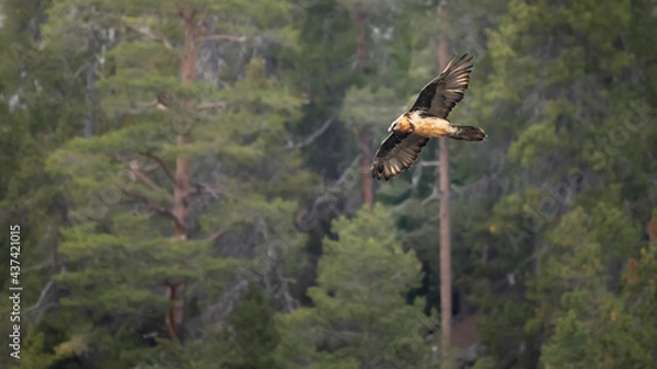 Fototapeta Gypaete barbu