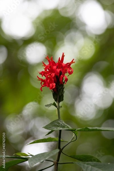 Fototapeta Fleur tropicale