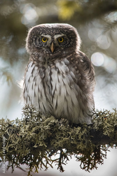 Fototapeta Chevechette