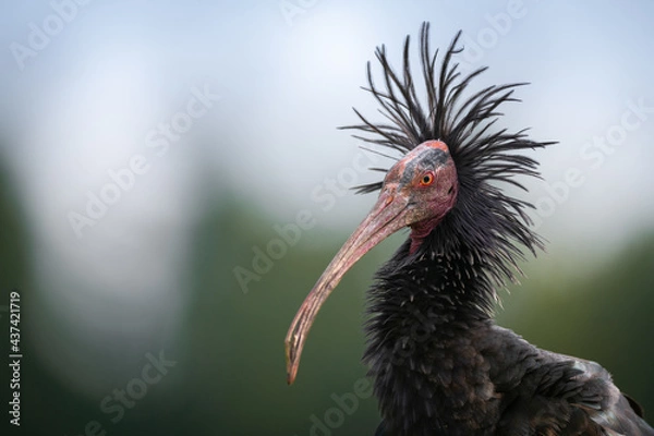 Fototapeta Ibis chauve