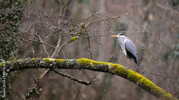 Fototapeta Héron cendré