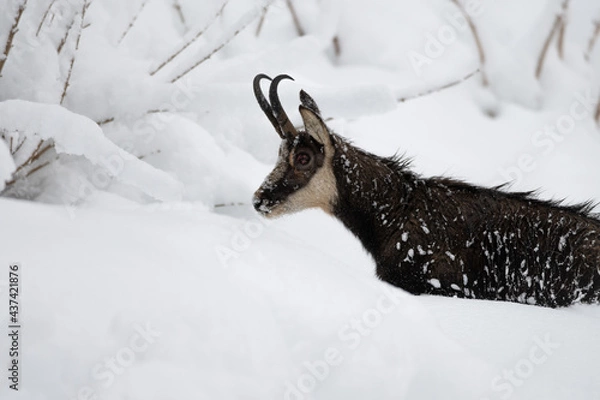 Fototapeta Chamois