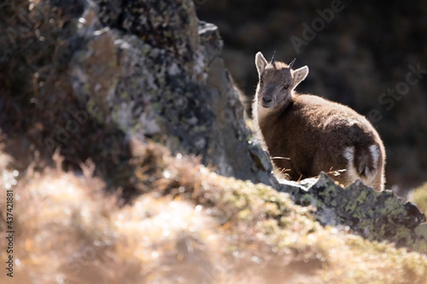 Fototapeta bouquetins