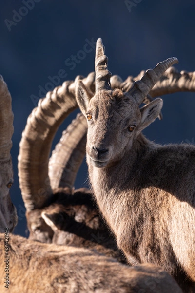 Fototapeta bouquetins