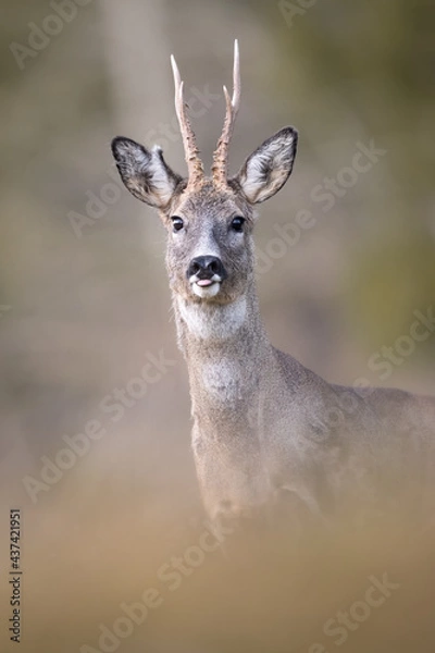Fototapeta Chevreuil