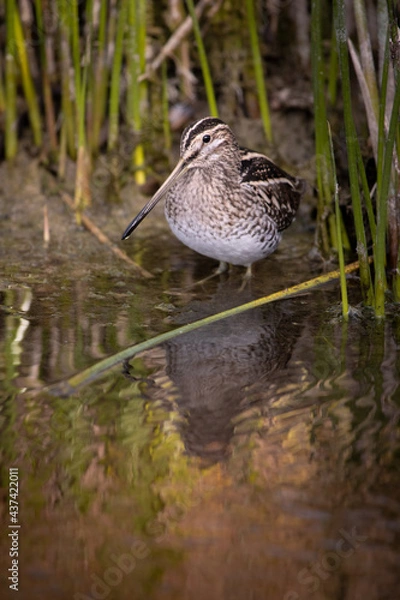Fototapeta Bécassine des marais