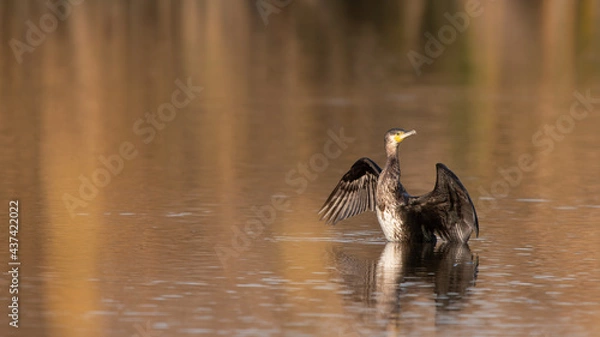 Fototapeta Grand Cormoran