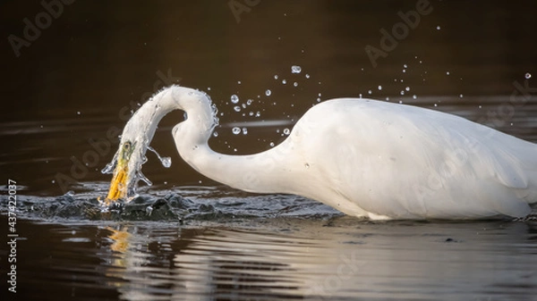 Fototapeta Grande aigrette