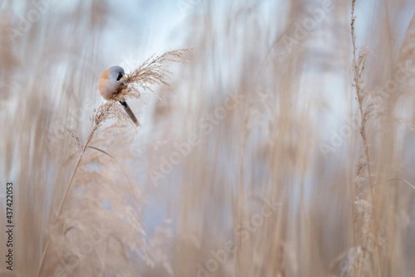 Fototapeta Panure à moustache