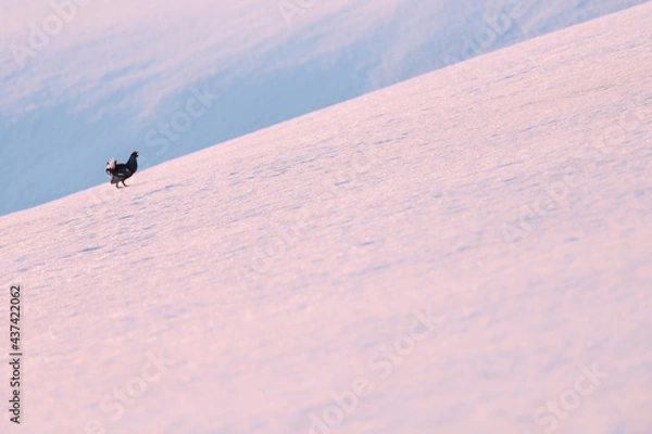 Fototapeta Tétra Lyre