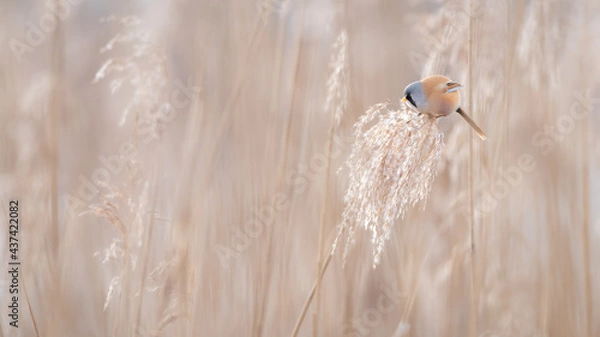 Fototapeta Panure à moustache