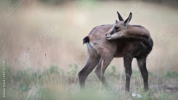 Fototapeta chamois