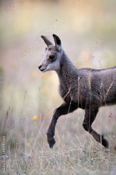 Fototapeta Chamois