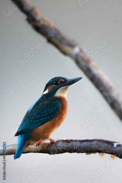 Fototapeta Kingfisher