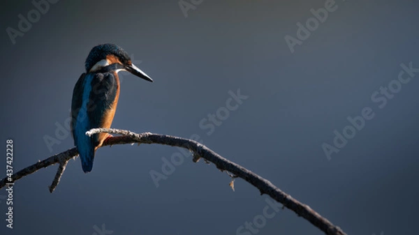 Fototapeta Kingfisher