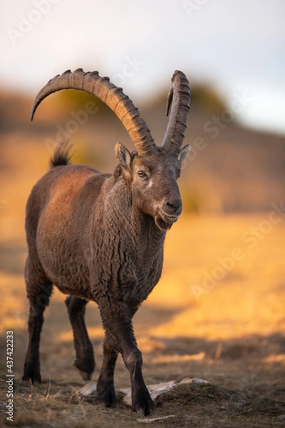 Fototapeta Ibex