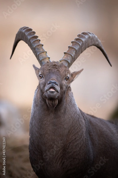 Fototapeta Ibex