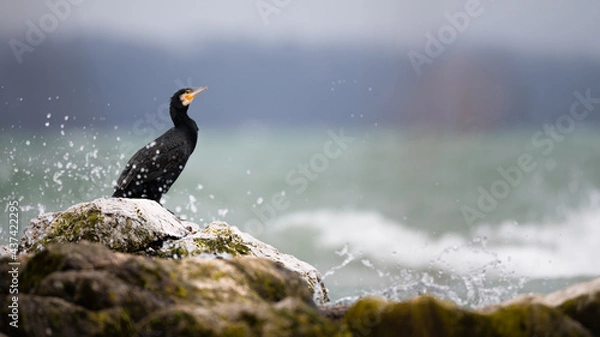 Fototapeta cormoran