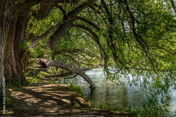 Obraz Creekside forest tree