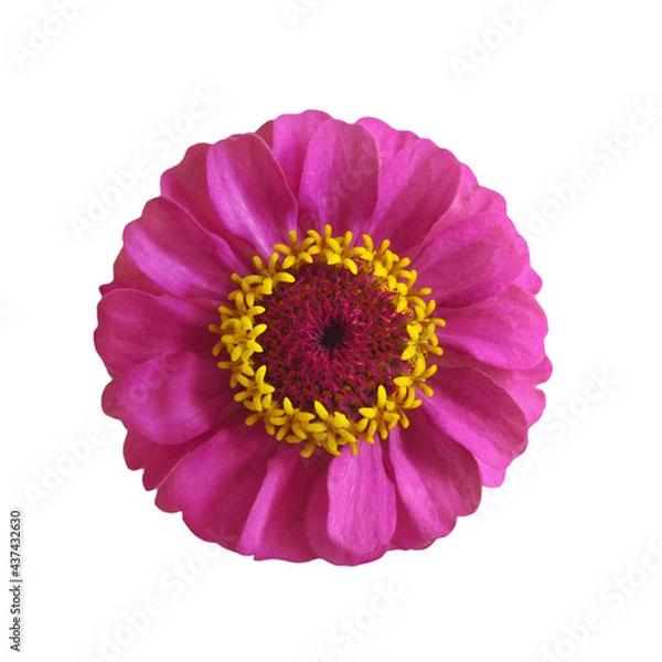 Fototapeta Top view of zinnia isolated on white background