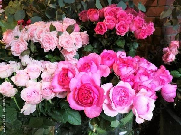 Obraz pink roses