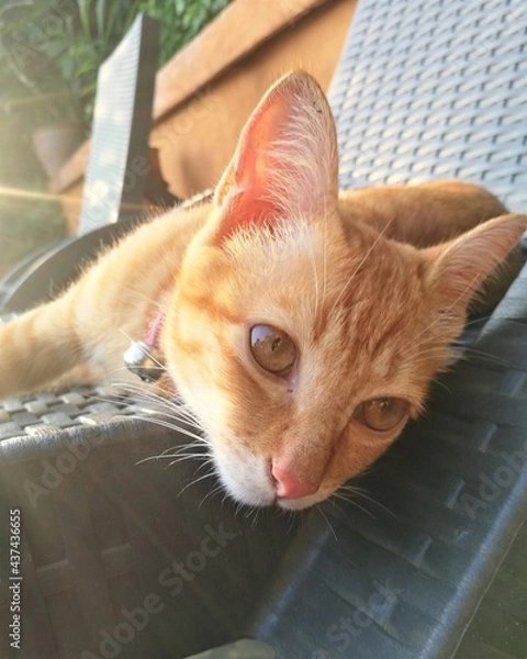 Obraz cat on the chair