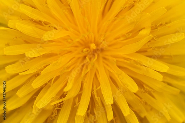 Fototapeta Yellow blooming dandelion macro close-up selective focus