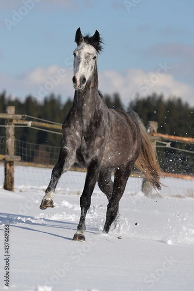 Fototapeta Apfelschimmel im Schnee