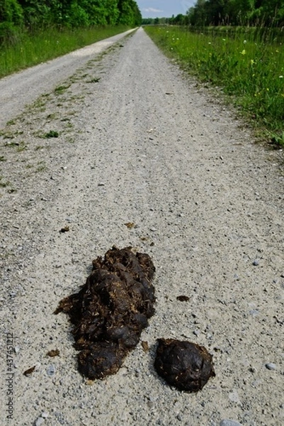 Obraz Pferdeäpfel auf Schotter