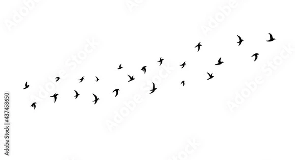 Fototapeta A flock of flying birds. Side view. Vector illustration