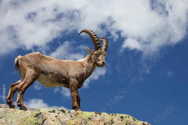 Obraz Capra ibex