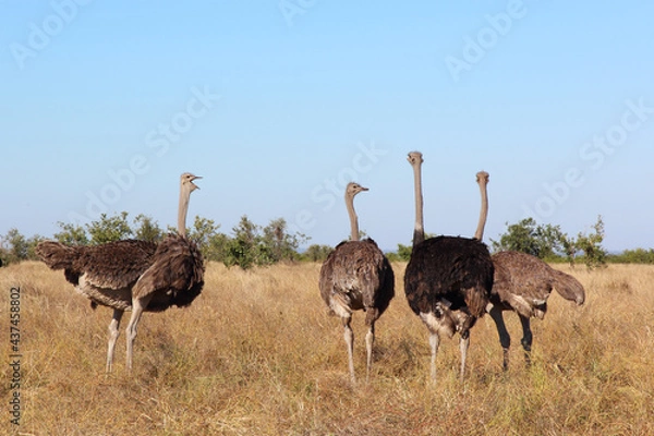 Fototapeta Strauß / Ostrich / Struthio camelus