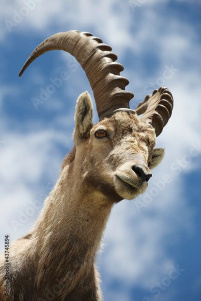 Obraz Capra ibex