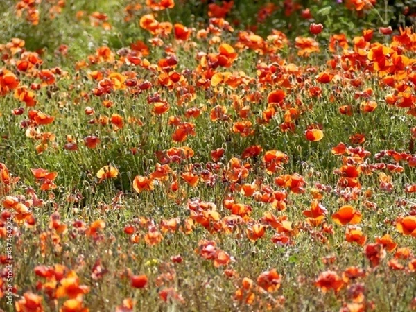 Obraz coquelicot