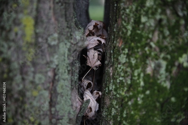 Fototapeta autumn tree