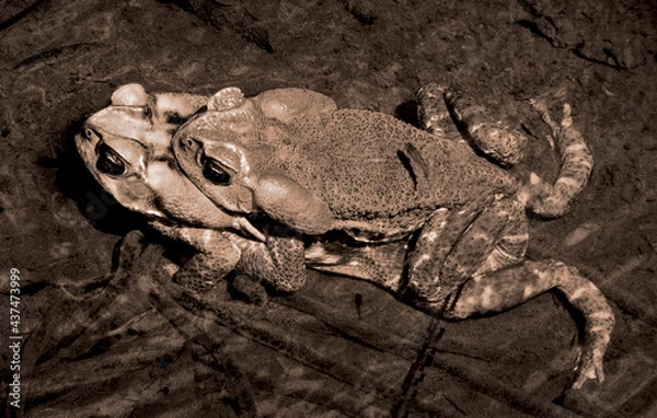 Fototapeta frog couple under water