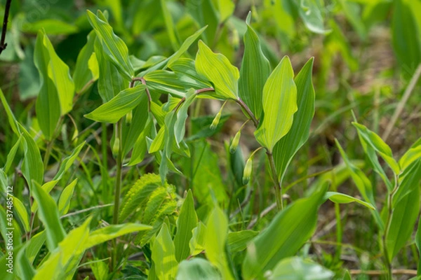 Fototapeta アマドコロ