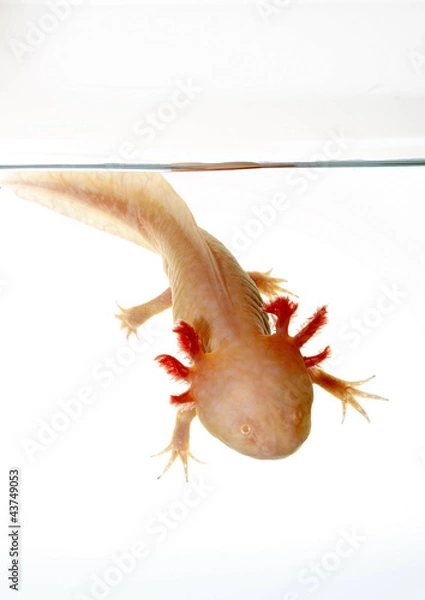 Fototapeta axolotl
