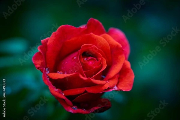 Obraz 水滴のついたバラ