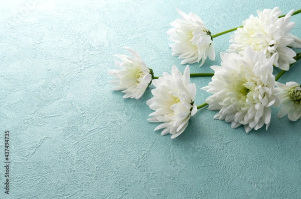 Obraz 白菊と青い背景