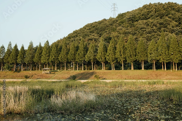 Obraz 풍경 나무 거리 공원 송전탑 풀