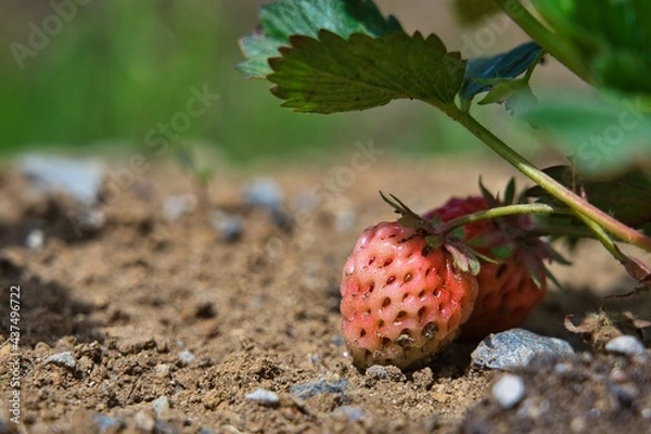 Fototapeta 未熟な苺