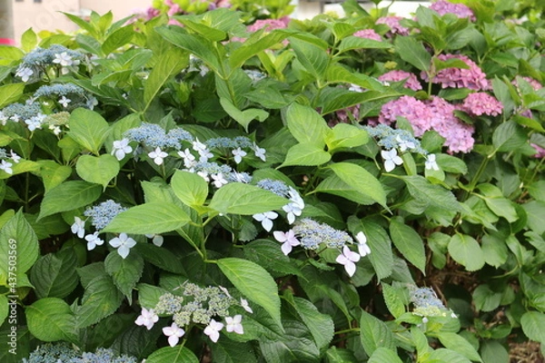 Obraz 星の形をした花を咲かせる紫陽花