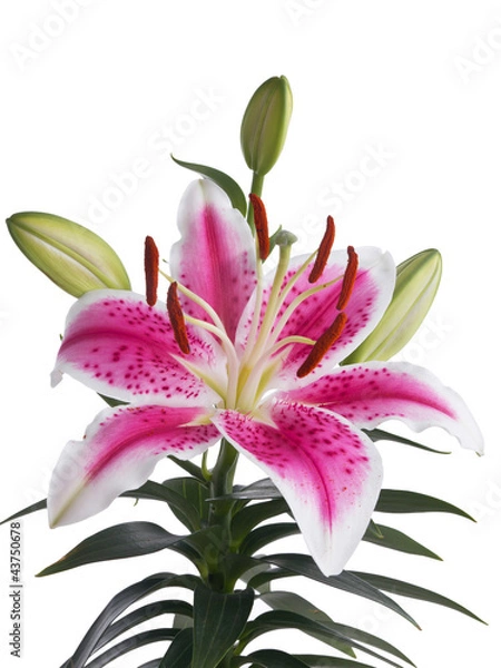 Obraz Lily flower isolated on white background