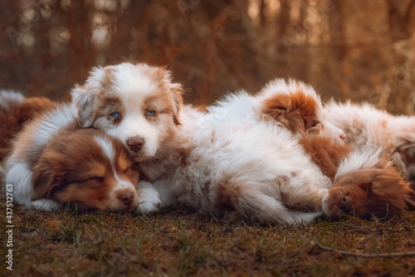 Obraz Australian Shepherd Welpen