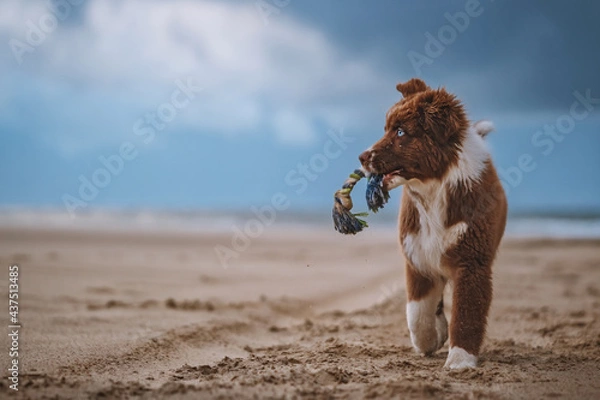 Obraz Australian Shepherd am Strand