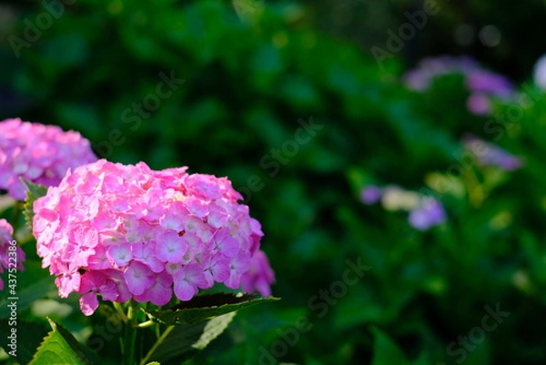 Obraz アジサイ 紫陽花の写真素材 梅雨 6月 お花 美しい 海老川 雨