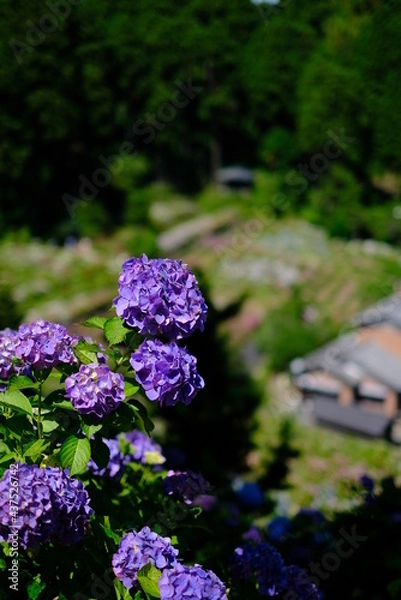 Obraz 美しいアジサイ畑の写真素材 ア紫陽花 梅雨 6月 お花 美しい 服部農園 雨