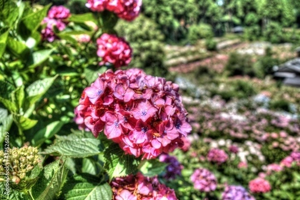 Obraz 美しいアジサイ畑の写真素材 ア紫陽花 梅雨 6月 お花 美しい 服部農園 雨