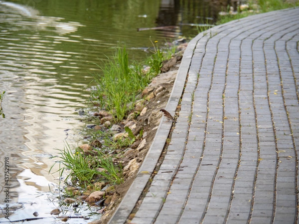 Obraz Little bird sits near the water meditating about life